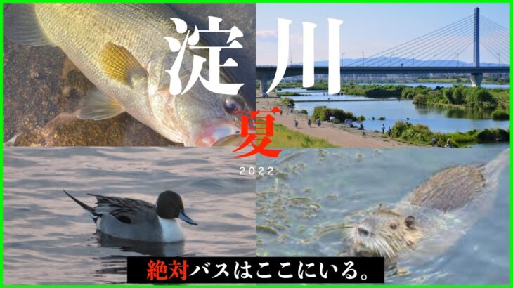 大阪の大都市、淀川でバス釣りしてみたら、、、