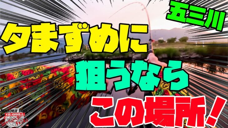 【五三川】夕まずめでめっちゃ釣れる場所パート１！【バス釣り】