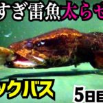 ガリガリのライギョがブラックバスを…【やせすぎ雷魚５日目】