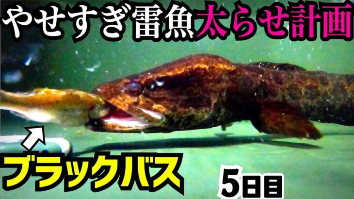 ガリガリのライギョがブラックバスを…【やせすぎ雷魚５日目】