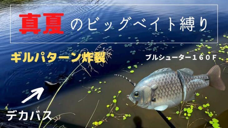 真夏のビッグベイト縛り！ギルパターンでデカバス捕獲【バス釣り】