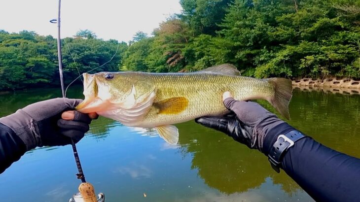 めちゃくちゃ釣れる、あのリグを実釣しながら徹底解説します「バス釣り」「野池」「初心者」