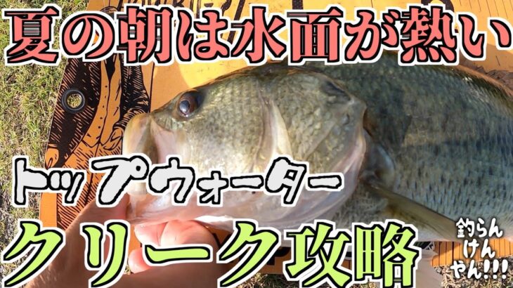 【バス釣り】夏の朝は水面が熱い！夏のトップウォーターゲーム！