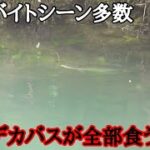 デカバスが次々狂うコレ、ヤバすぎる。