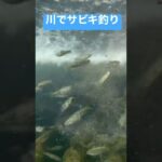 川でサビキ釣り。川によっては禁止されてるのでご注意を。ルールがなく、漁業権設定のない管理されてない南浅川でオイカワとカワムツ釣って遊んでます