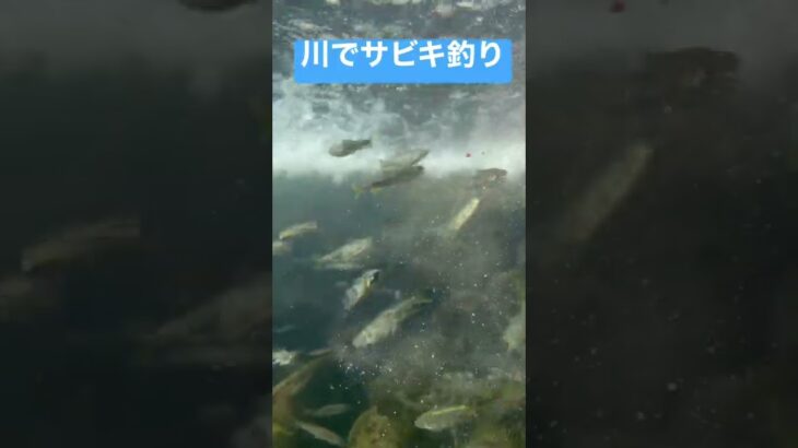 川でサビキ釣り。川によっては禁止されてるのでご注意を。ルールがなく、漁業権設定のない管理されてない南浅川でオイカワとカワムツ釣って遊んでます