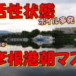 バス釣り・・・琵琶湖一級スポット新彦根港でセコ釣り一本勝負！朝マズメ高活性状態で悲願の一匹を狙う！