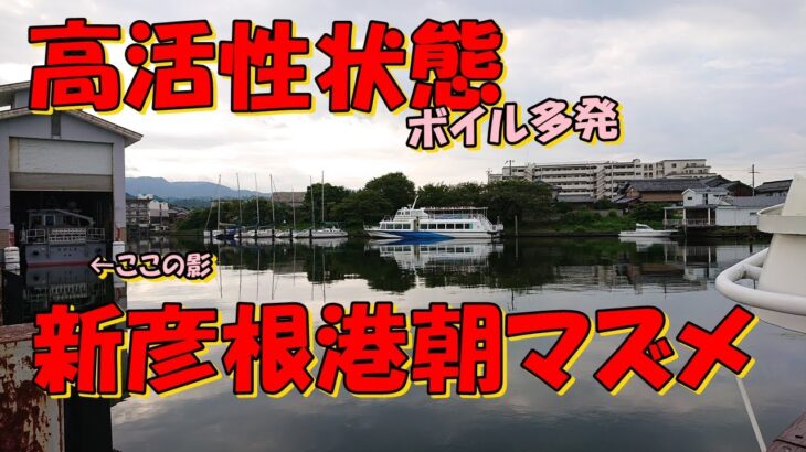 バス釣り・・・琵琶湖一級スポット新彦根港でセコ釣り一本勝負！朝マズメ高活性状態で悲願の一匹を狙う！