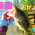 【琵琶湖バス釣りおかっぱり】初夏のアフターを釣り込む！立ち込みながらの釣りで７月下旬の良型バスを攻略します！