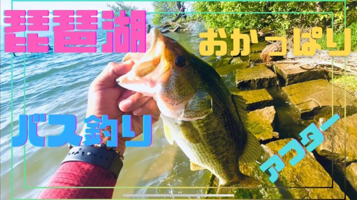 【琵琶湖バス釣りおかっぱり】初夏のアフターを釣り込む！立ち込みながらの釣りで７月下旬の良型バスを攻略します！