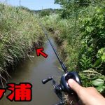 連発！！夏の霞ヶ浦流入河川でバス釣りしたら釣れ過ぎた