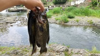 【入間川バス釣り】夏本番の飯能河原は良型スモールだらけ