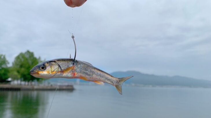 【夢の１０ポンドシリーズ４】琵琶湖で泳がせ釣り初チャレンジの巻