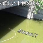 この小物が釣れると嬉しいです