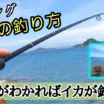 【エギング】磯でのイカの釣り方！狙い方や場所がわかればイカは釣れる。