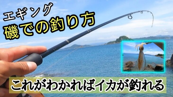 【エギング】磯でのイカの釣り方！狙い方や場所がわかればイカは釣れる。