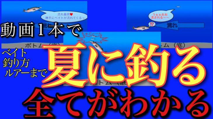 シーバス初心者の人におすすめ！夏に釣るには何から始める？