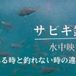 サビキ釣り 水中動画　アジ・サバ・ショゴ　　〜なぜ釣れないかが必ず分かる〜