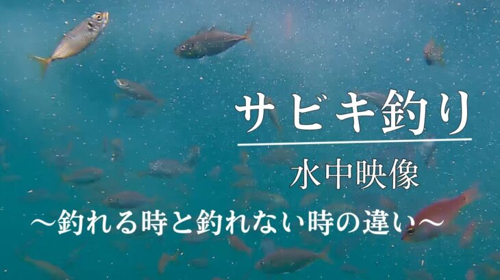 サビキ釣り 水中動画　アジ・サバ・ショゴ　　〜なぜ釣れないかが必ず分かる〜