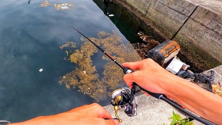 ゴミ溜まりに糸を垂らすと…アジングロッドが大曲がり！田舎の夏の堤防は魚の楽園【釣りキャンプ】