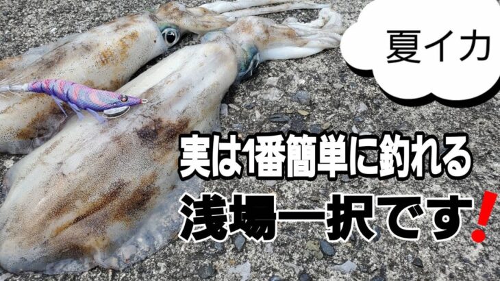 【エギング】夏でもイカは十分釣れる！エギであの魚が！貴重映像もアリ。大分エギング