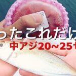 【実釣編】サビキ釣りでアジが爆釣する裏技。