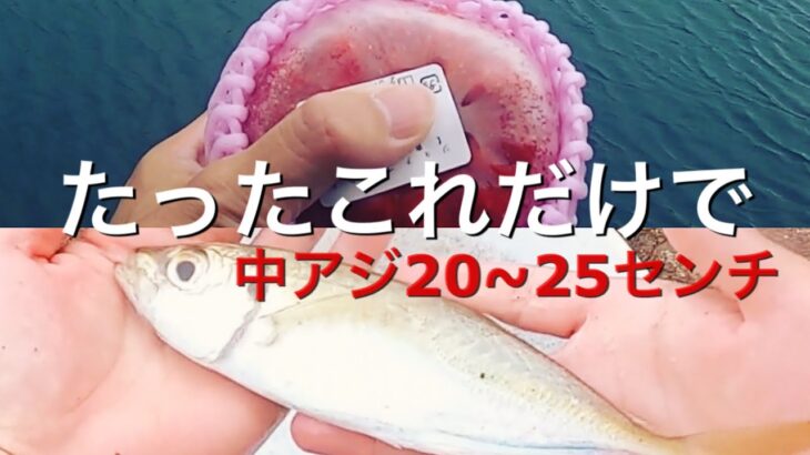 【実釣編】サビキ釣りでアジが爆釣する裏技。