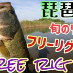 旬の釣り方！フリーリグ攻略でデカバスを釣る！ノリーズエスケープツインがフリーリグに最適！？ロクマル賞はアラバマ！河口ではデプスのカバースキャットで完璧なアタリと完璧なフッキング！【琵琶湖バス釣り】