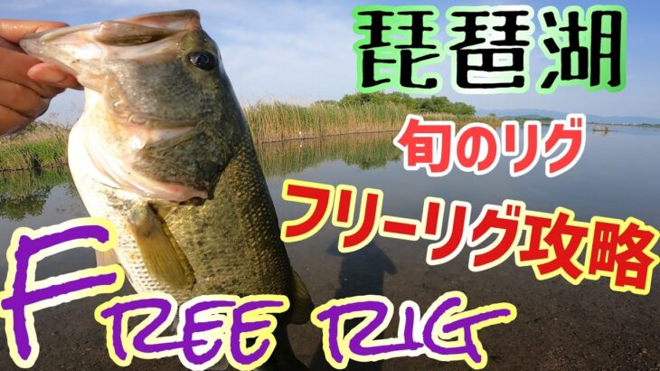 旬の釣り方！フリーリグ攻略でデカバスを釣る！ノリーズエスケープツインがフリーリグに最適！？ロクマル賞はアラバマ！河口ではデプスのカバースキャットで完璧なアタリと完璧なフッキング！【琵琶湖バス釣り】