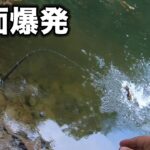 【バス釣り】夏のトップウォーターは脳汁出るわぁ…【７月のバス釣り】【おさかなスイマー】【ダッジ】【クローラーベイト】【羽モノ】