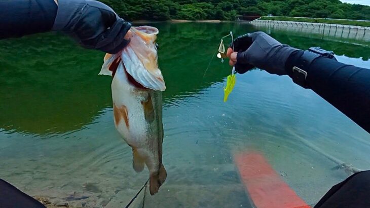 夏のバス釣り、デカバスを釣るなら… このルアーが最強です「野池」