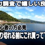 【エギング】秋イカ調査このエギさえ使ってれば釣れます！僕が1年通して使ってるオススメのエギです。大分エギング