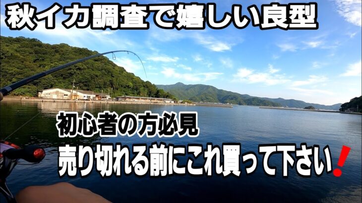 【エギング】秋イカ調査このエギさえ使ってれば釣れます！僕が1年通して使ってるオススメのエギです。大分エギング