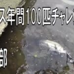 アラゾン川とはよく言ったもんだ【シーバス年間100匹チャレンジ８月の部】