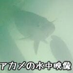 【アカメの水中映像】2022年8月の耳川(宮崎県)の様子２【シーバス釣り】