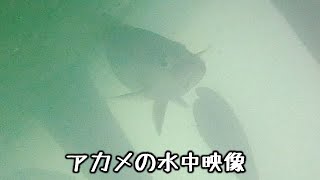 【アカメの水中映像】2022年8月の耳川(宮崎県)の様子２【シーバス釣り】