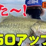 【バス釣り】いろんな釣り方で釣れた2日間・・・今週の釣りはどんな感じ？8月10日【琵琶湖】【五三川】