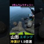 釣ったら即沖漬け❗️3号にも抱いてくるサイズ✨山形エギング盛り上がってるよ🦑