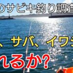 連日30度超えの真夏、外房方面でサビキ釣りの人気魚種、アジ、サバ、イワシは釣れるのか！