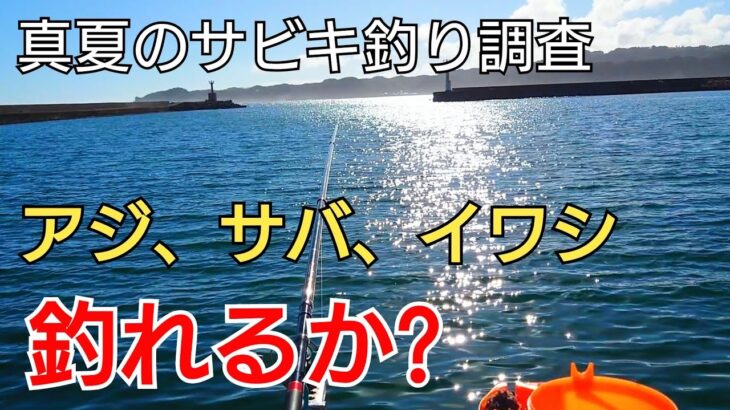 連日30度超えの真夏、外房方面でサビキ釣りの人気魚種、アジ、サバ、イワシは釣れるのか！