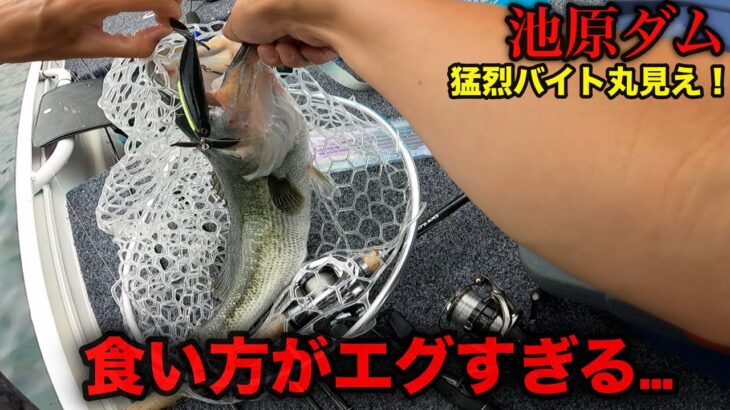 バス釣り人生で一番衝撃的な食い方でした…。しかも50アップやしたまらんw【池原ダム】【バス釣り】