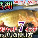 サカマタシャッド７インチオカッパリの使い方！琵琶湖バス釣りにてサカ７がアツい！南湖東岸の琵琶湖人気バス釣りポイントでデプスのサカマタシャッドが大ハマリ！サカマタ6インチでも8インチでもなく7が爆釣！