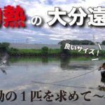 【シーバス】大分県でリバーシーバスを狙ったら、まさかの7目釣り達成！？九州は色々な魚が釣れました。in 大分県 大野川&山国川