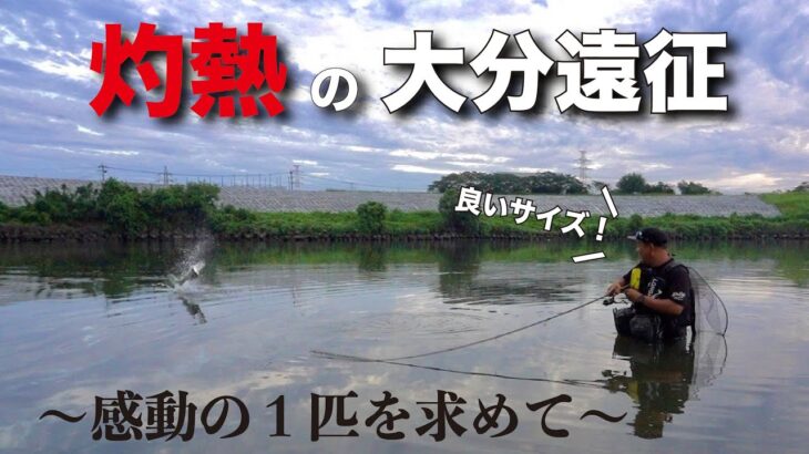 【シーバス】大分県でリバーシーバスを狙ったら、まさかの7目釣り達成！？九州は色々な魚が釣れました。in 大分県 大野川&山国川