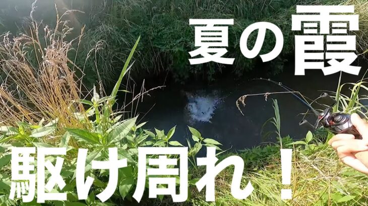 【8月霞水系】夏の霞を駆け周ってバスを釣る❗️