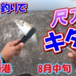茨城県　那珂湊港　サビキ釣り　8月中旬　尺アジ　キター　2022