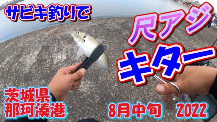 茨城県　那珂湊港　サビキ釣り　8月中旬　尺アジ　キター　2022