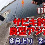茨城県　那珂湊港　サビキ釣り　8月上旬　良型アジが連発　2022