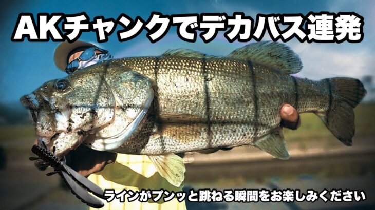 【バス釣り】もう一度AKチャンク試してみたらでっかいバス釣れた　クリーク