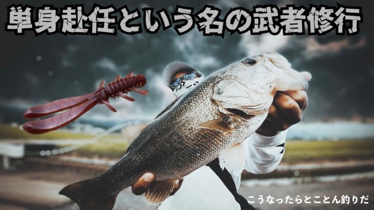 【バス釣り】AKチャンク　ギャップジグの組み合わせがいい感じ　五三川　水路